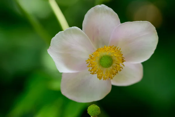 Beautiful Bright Flower Growing Garden Summer Sunny Day — Stock Photo, Image