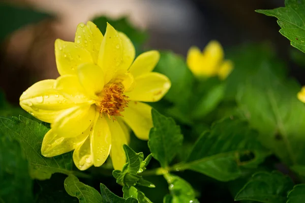 Hermosa Flor Brillante Creciendo Jardín Verano Día Soleado — Foto de Stock