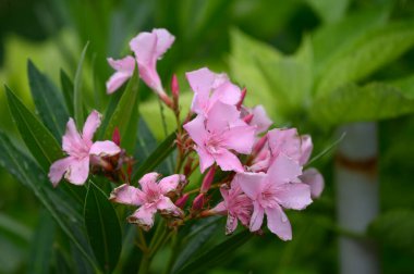 Güneşli yaz gününde bahçede yetişen güzel çiçekler.