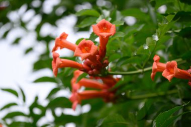 Bahçe bahçesinde büyüyen güzel, parlak çiçekli çalılar güneşli yaz gününde