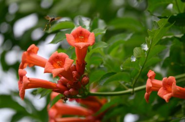 Bahçe bahçesinde büyüyen güzel, parlak çiçekli çalılar güneşli yaz gününde