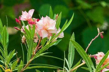 Güneşli yaz gününde bahçede yetişen güzel çiçekler.