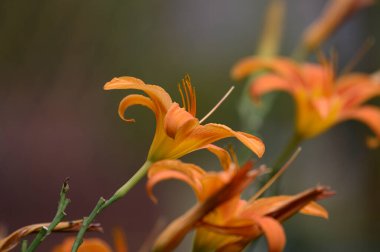 Güneşli yaz gününde bahçede büyüyen güzel parlak zambaklar.