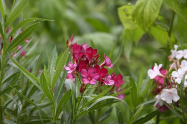 Güneşli yaz gününde bahçede yetişen güzel çiçekler.