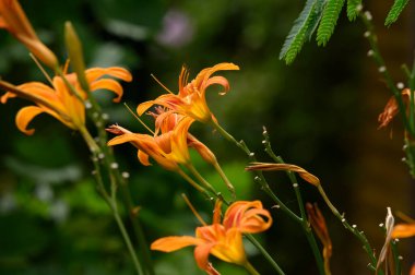 Güneşli yaz gününde bahçede büyüyen güzel parlak zambaklar.
