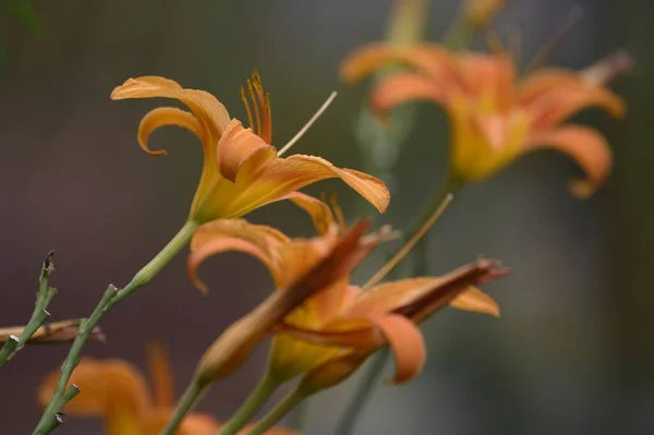 Schöne Helle Lilien Wachsen Garten Sonnigen Sommertag — Stockfoto