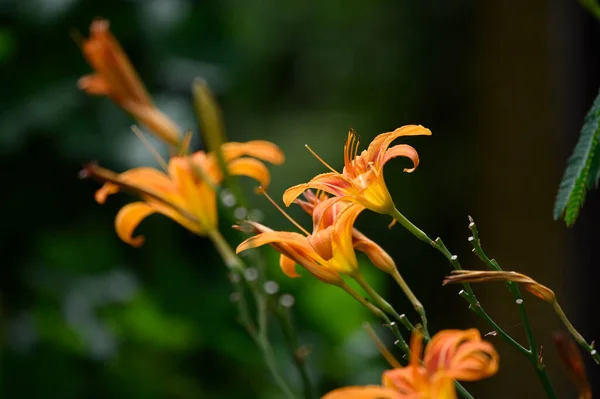 Красивые Яркие Лилии Растущие Саду Летний Солнечный День — стоковое фото