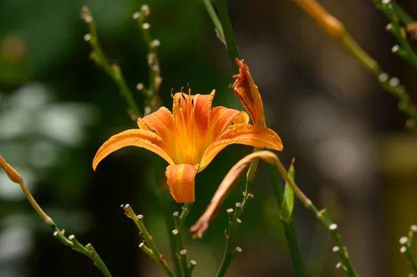 Hermosos Lirios Brillantes Que Crecen Jardín Verano Día Soleado — Foto de Stock