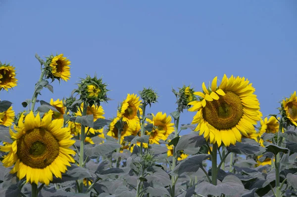 Beautiful Sunflowers Growing Outdoor Summer Concept — Stock Photo, Image