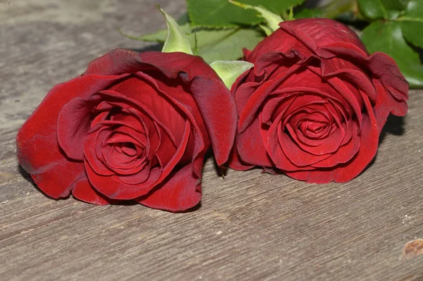 Ahşap Arka Planda Güllerin Romantik Kompozisyonu Yakın Görüş Kutlama Konsepti — Stok fotoğraf
