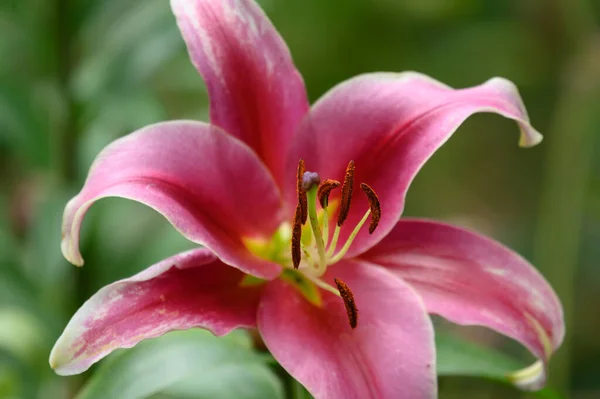 Bulanık Arka Planda Güzel Zambak Çiçeği Yaz Konsepti Yakın Görüş — Stok fotoğraf