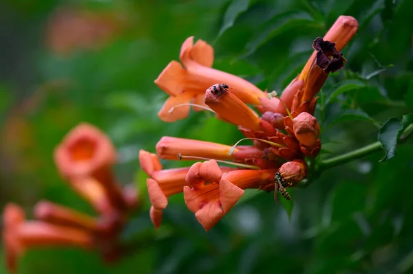 Arbusto Con Hermosas Flores Brillantes Que Crecen Jardín Verano Día —  Fotos de Stock