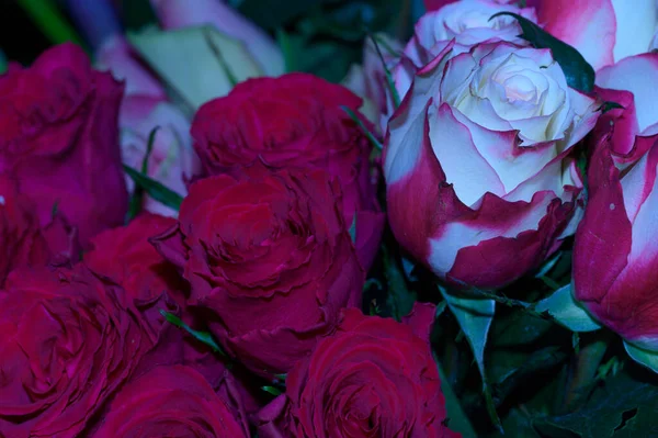 Strauß Schöner Rosen Auf Dunklem Hintergrund Sommerkonzept Nahsicht — Stockfoto