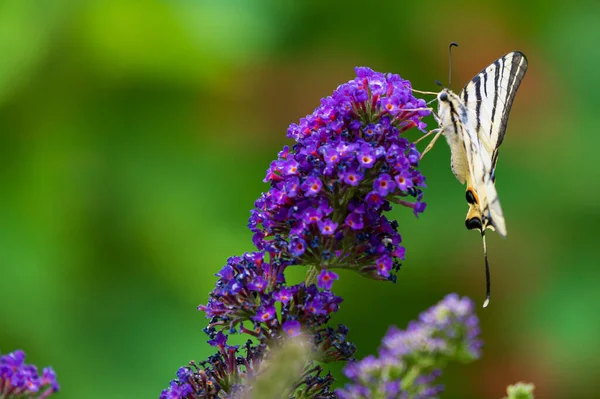 Schmetterling Auf Schönen Blumen Die Garten Sonnigen Sommertag Wachsen — Stockfoto