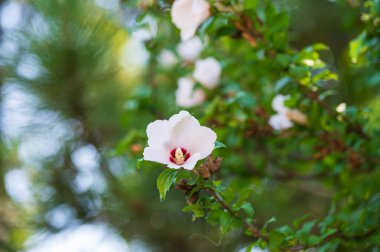 Bahçede çiçek açan pembe çiçeklerin yakın çekimi.