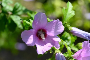 Bahçede çiçek açan pembe çiçeklerin yakın çekimi.