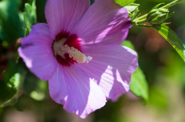 Bahçede çiçek açan pembe çiçeklerin yakın çekimi.