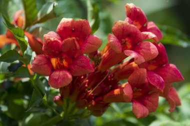 Güneşli yaz gününde bahçede büyüyen güzel, parlak çiçekler.