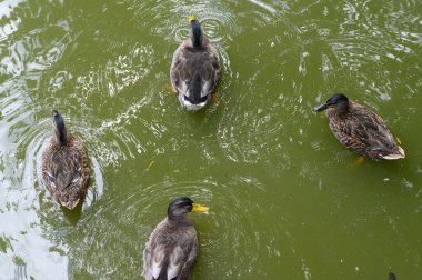 Ördekler gölette yüzüyor.
