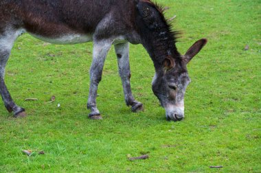 Hayvanat bahçesinde ot yiyen güzel eşek.