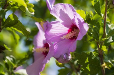 Bahçede çiçek açan pembe çiçeklerin yakın çekimi.