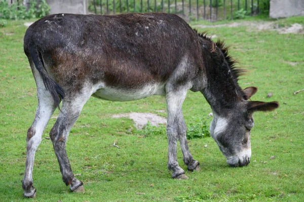 Hayvanat bahçesinde ot yiyen güzel eşek.