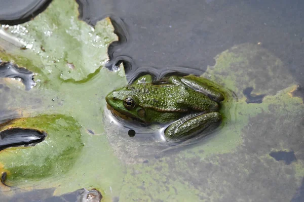 Linda Rana Verde Hoja Agua Del Lago — Foto de Stock