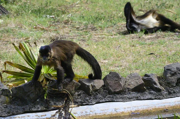 Милі Мавпи Траві Зоопарку Сонячний День — стокове фото