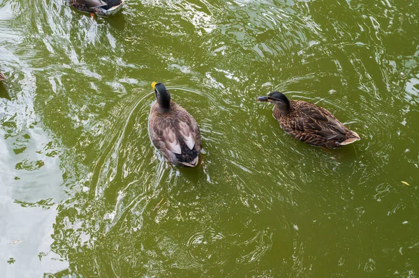 Patos Nadando Lagoa — Fotografia de Stock