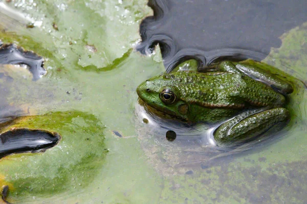 Niedlicher Kleiner Grüner Frosch Auf Blatt Seewasser — Stockfoto