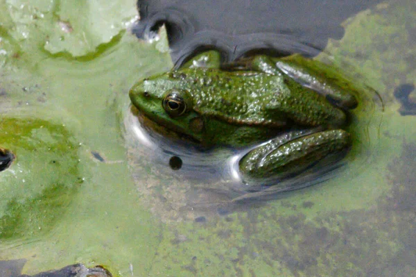 Sapo Verde Pequeno Bonito Folha Água Lago — Fotografia de Stock