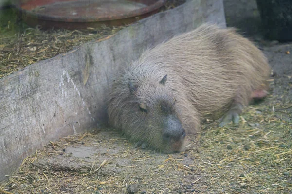 Bonitinho desenho de capivara dormindo