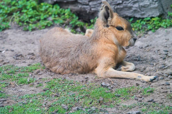 Patagónica Mara Pastando Sobre Hierba Verde Zoológico Día Soleado —  Fotos de Stock