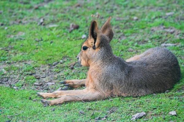 Patagonská Mara Pasoucí Zelené Trávě Zoologické Zahradě Slunečného Dne — Stock fotografie