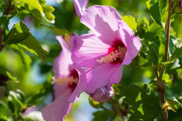 庭に咲くピンクの花のクローズアップ — ストック写真