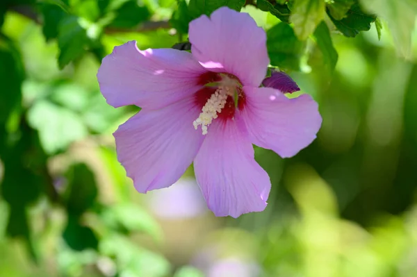 Κοντινό Πλάνο Των Ανθισμένων Ροζ Λουλουδιών Στον Κήπο — Φωτογραφία Αρχείου