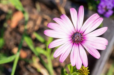 Güneşli yaz gününde bahçede büyüyen güzel bir çiçek. 