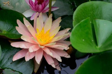 Yaz günü gölette büyüyen güzel nilüferler. 