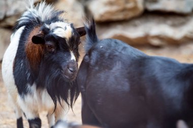 Güneşli bir günde hayvanat bahçesinde keçiler otluyor.