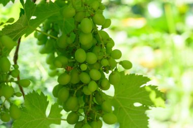 Bahçede yetişen iştah açıcı üzüm dalı