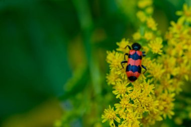 Güneşli yaz gününde bahçede büyüyen güzel parlak çiçeklerdeki böcek.