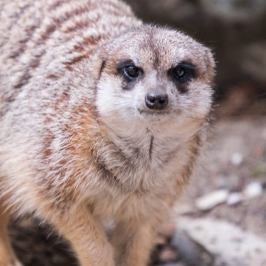 Şirin mirket portresi, yakın görünüm