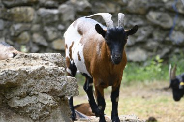 Güneşli bir günde hayvanat bahçesinde keçiler otluyor.