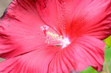 Güneşli yaz gününde bahçede büyüyen güzel bir çiçek. 