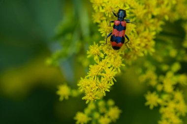 Güneşli yaz gününde bahçede büyüyen güzel parlak çiçeklerdeki böcek.