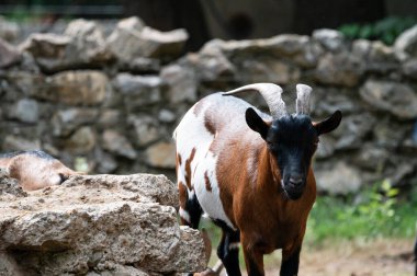 Keçi hayvan, hayvan, yakın görüş