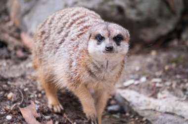 Şirin mirket portresi, yakın görünüm