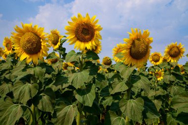 Dışarıda yetişen güzel ayçiçekleri, yaz konsepti 