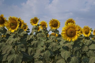Dışarıda yetişen güzel ayçiçekleri, yaz konsepti 