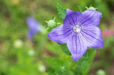 Güneşli yaz gününde bahçede büyüyen güzel bir çiçek. 